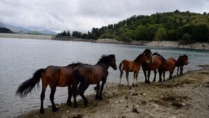 I Cavalli Selvaggi d'Aveto