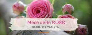 oltre 100 tipi di rose