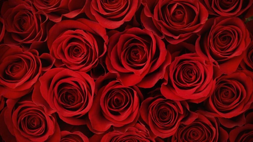 Maggio, il mese della rosa e dell'amore: perché?