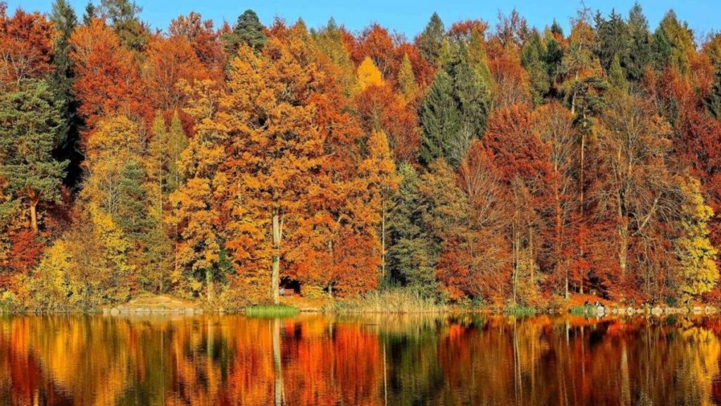 In viaggio tra i colori d'autunno sul treno del Foliage